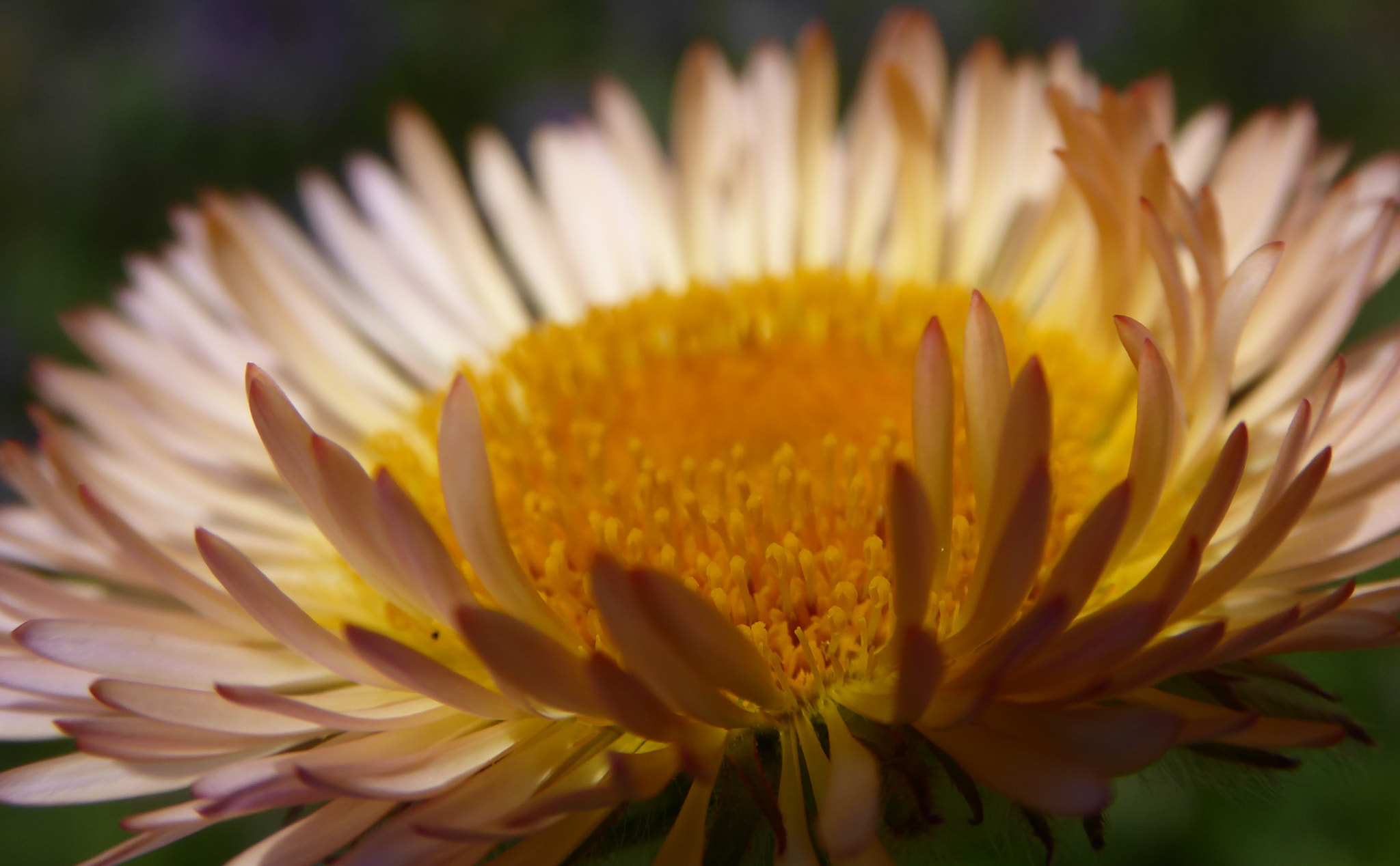 Panasonic Lumix DMC-ZS50 (Lumix DMC-TZ70) sample photo. Caress photography