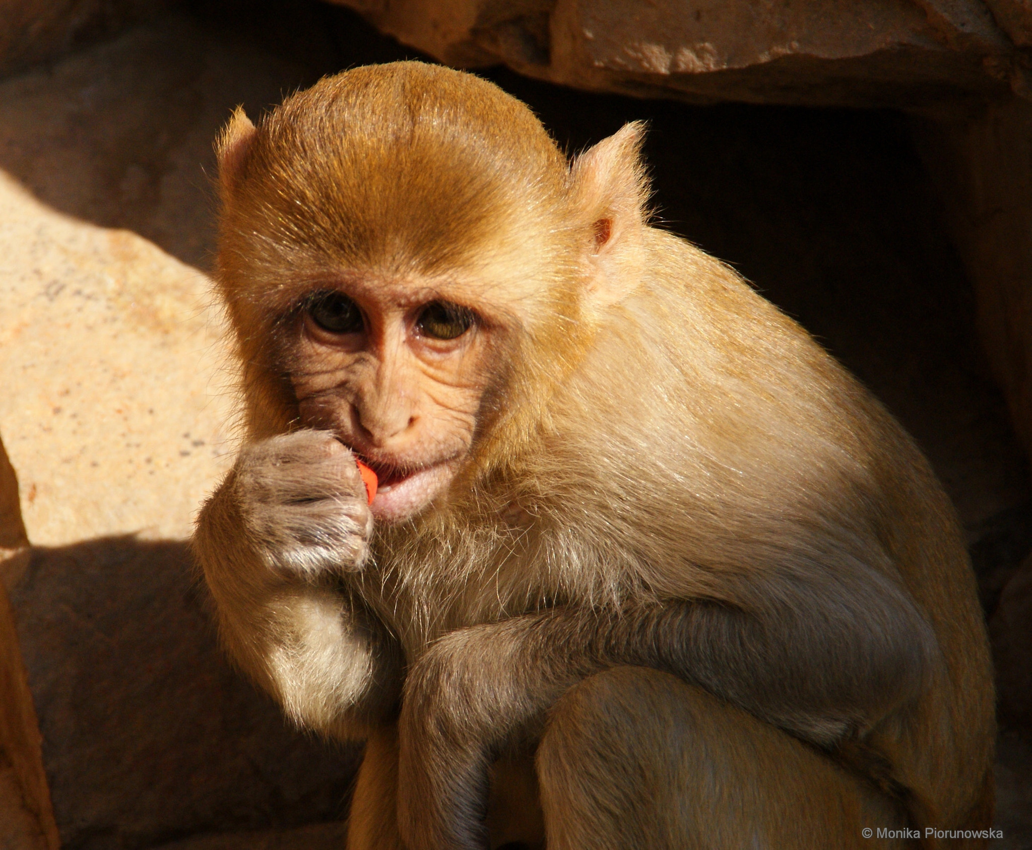 Sony Alpha DSLR-A300 sample photo. Rhesus macaque photography