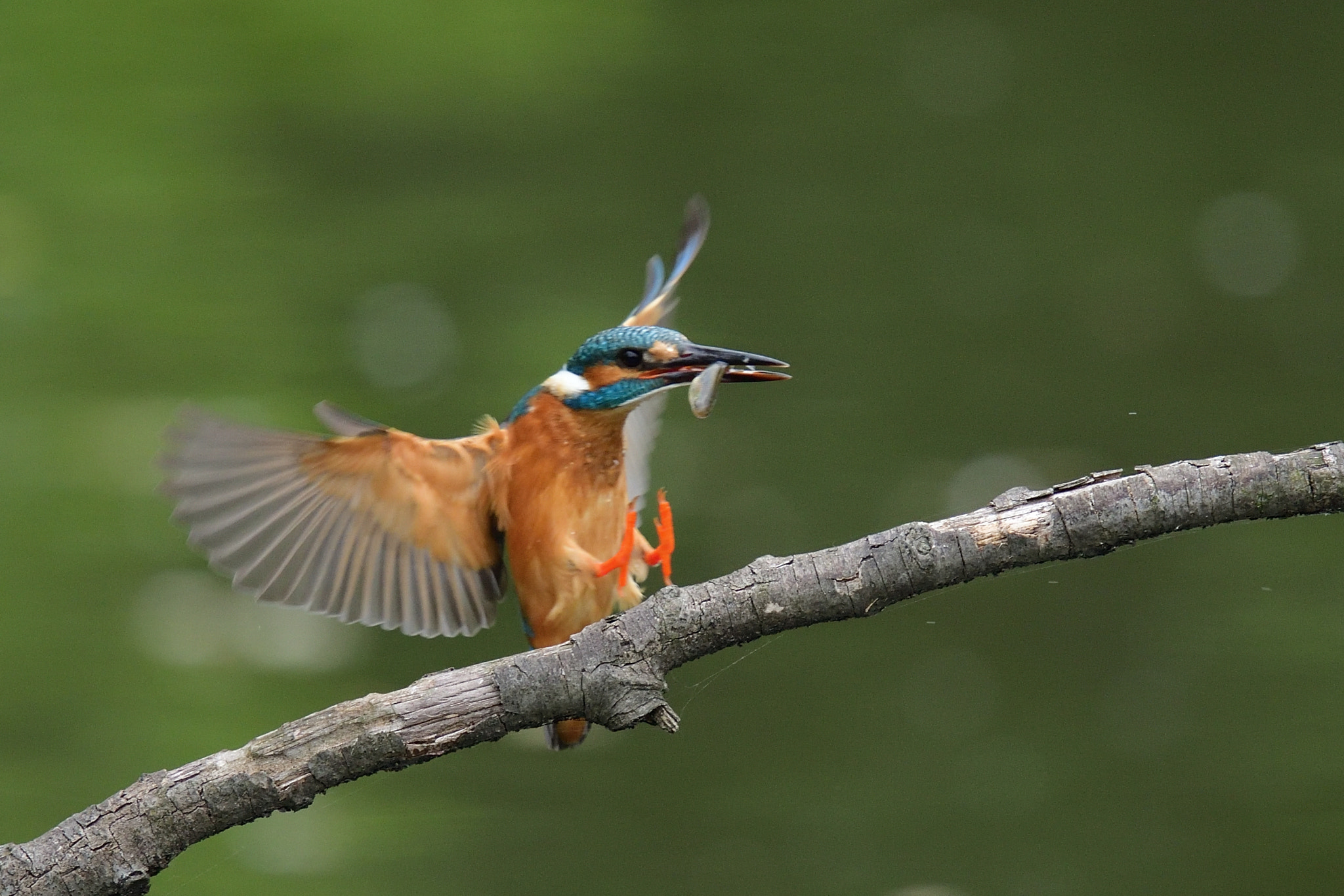 Nikon Nikkor AF-S 300mm F4E PF ED VR sample photo. Kingfisher 翡翠 photography