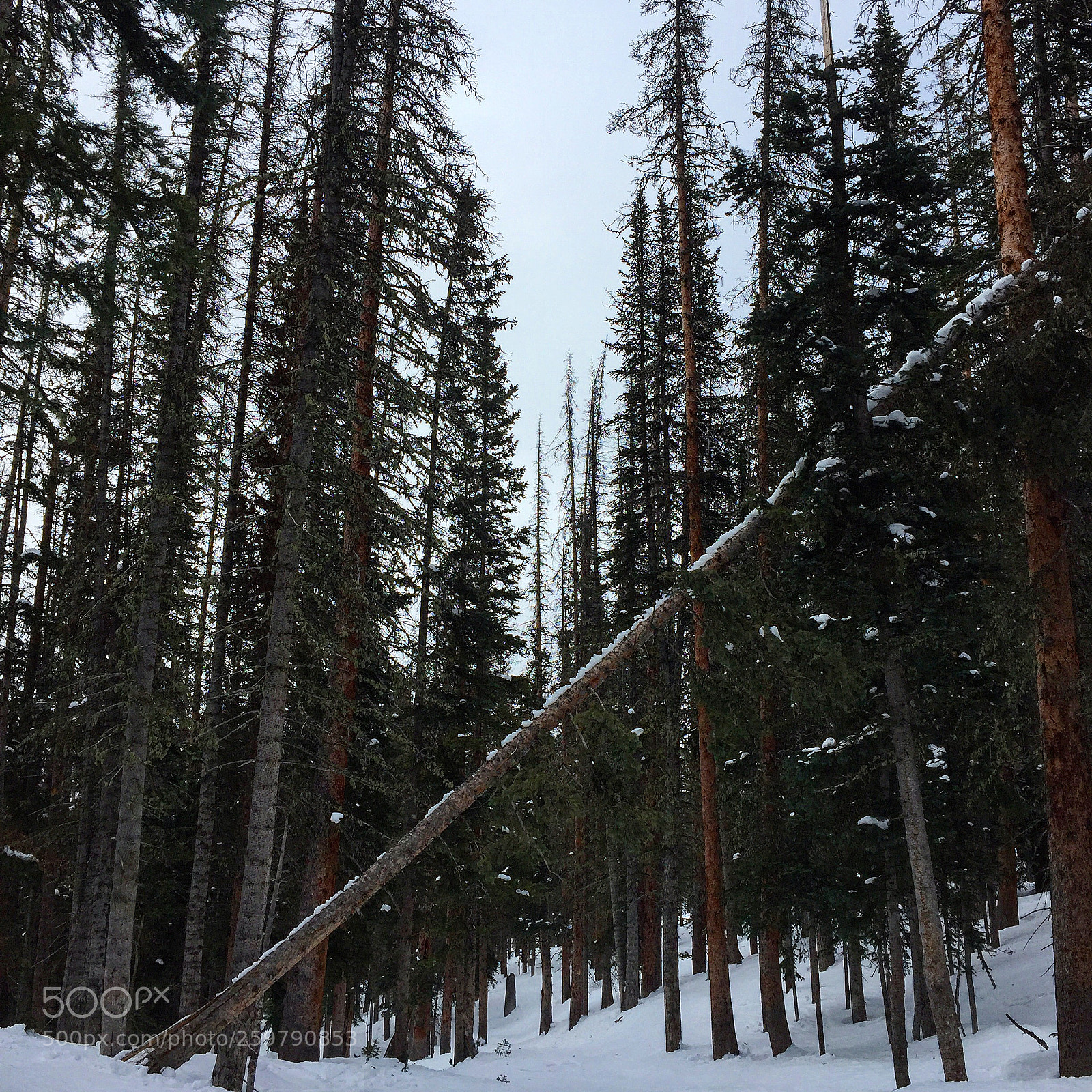 Apple iPhone 6 Plus sample photo. Backcountry snowboarding photography