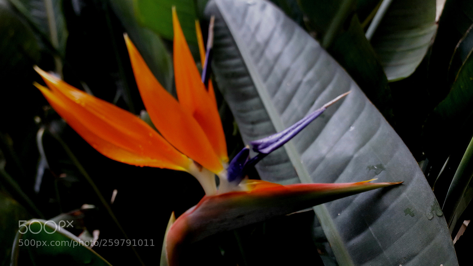 Samsung Galaxy A5(2016) sample photo. Untitled photography