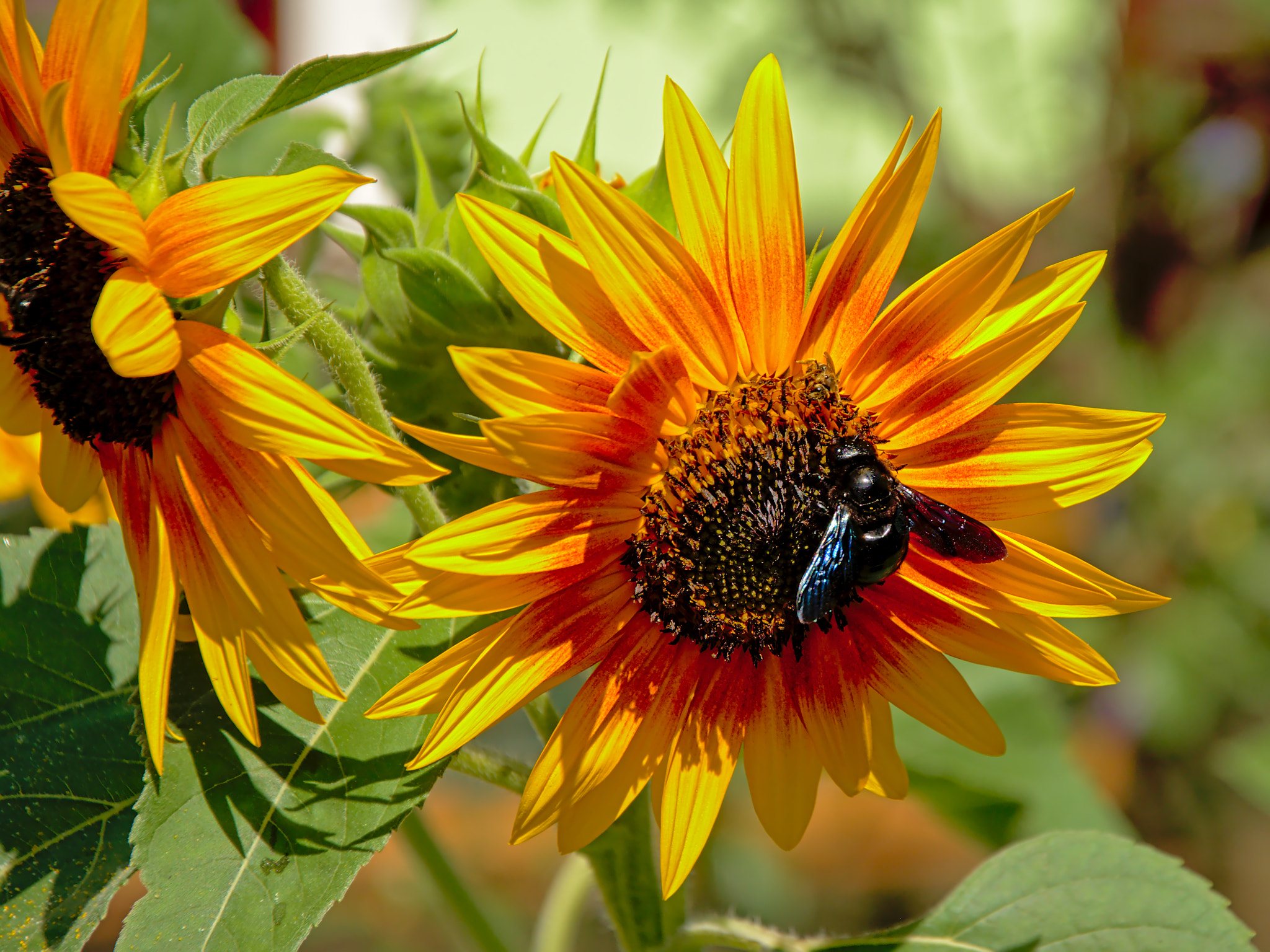 Nikon D5200 sample photo. Fly on a black eyed susan photography
