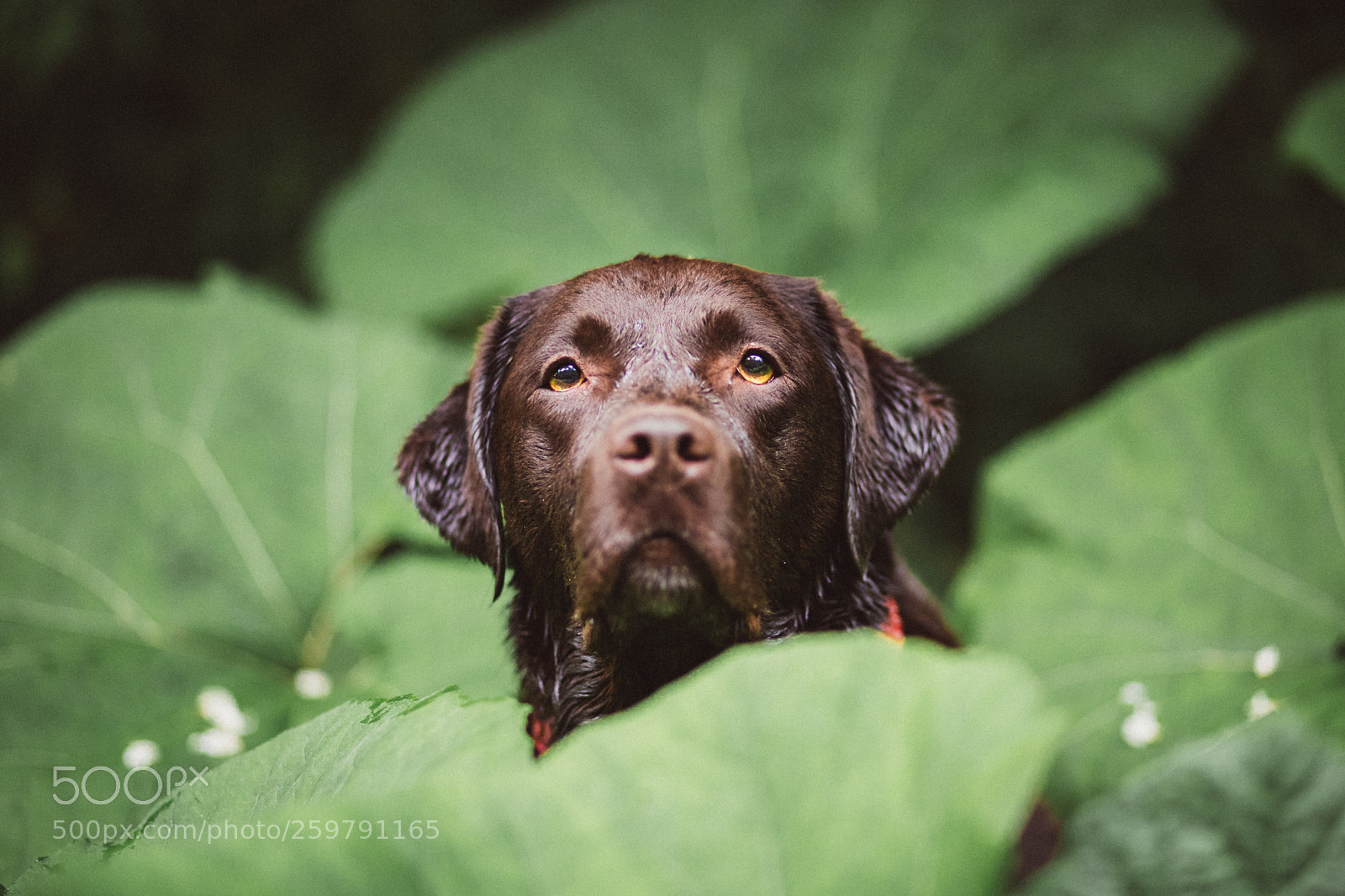 Canon EOS 5D Mark IV sample photo. Leaves photography