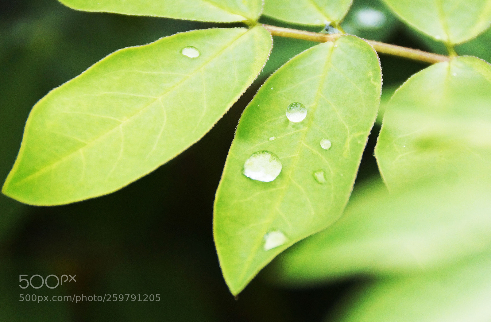 Sony SLT-A77 sample photo. After the rain photography