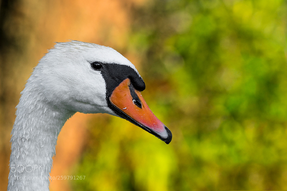 Nikon D500 sample photo. Swan lab photography