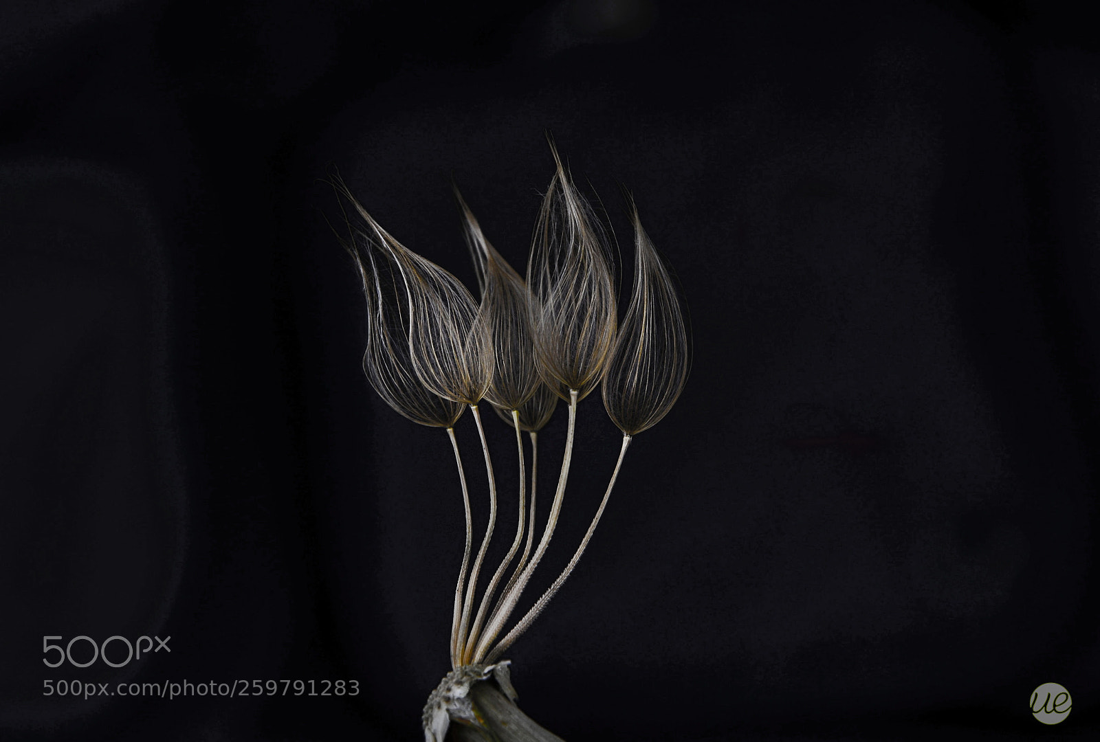 Nikon D7000 sample photo. Dandelion art photography