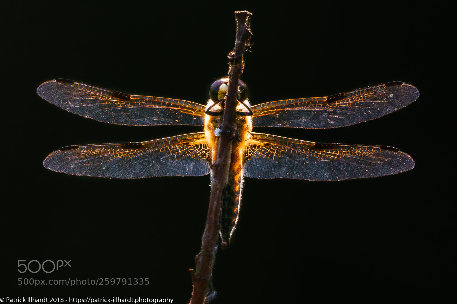 Sony a7R sample photo. Dragonfly photography
