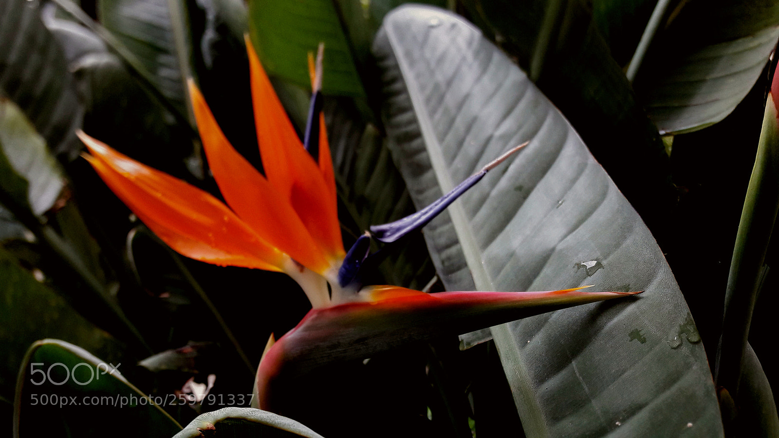 Samsung Galaxy A5(2016) sample photo. Untitled photography