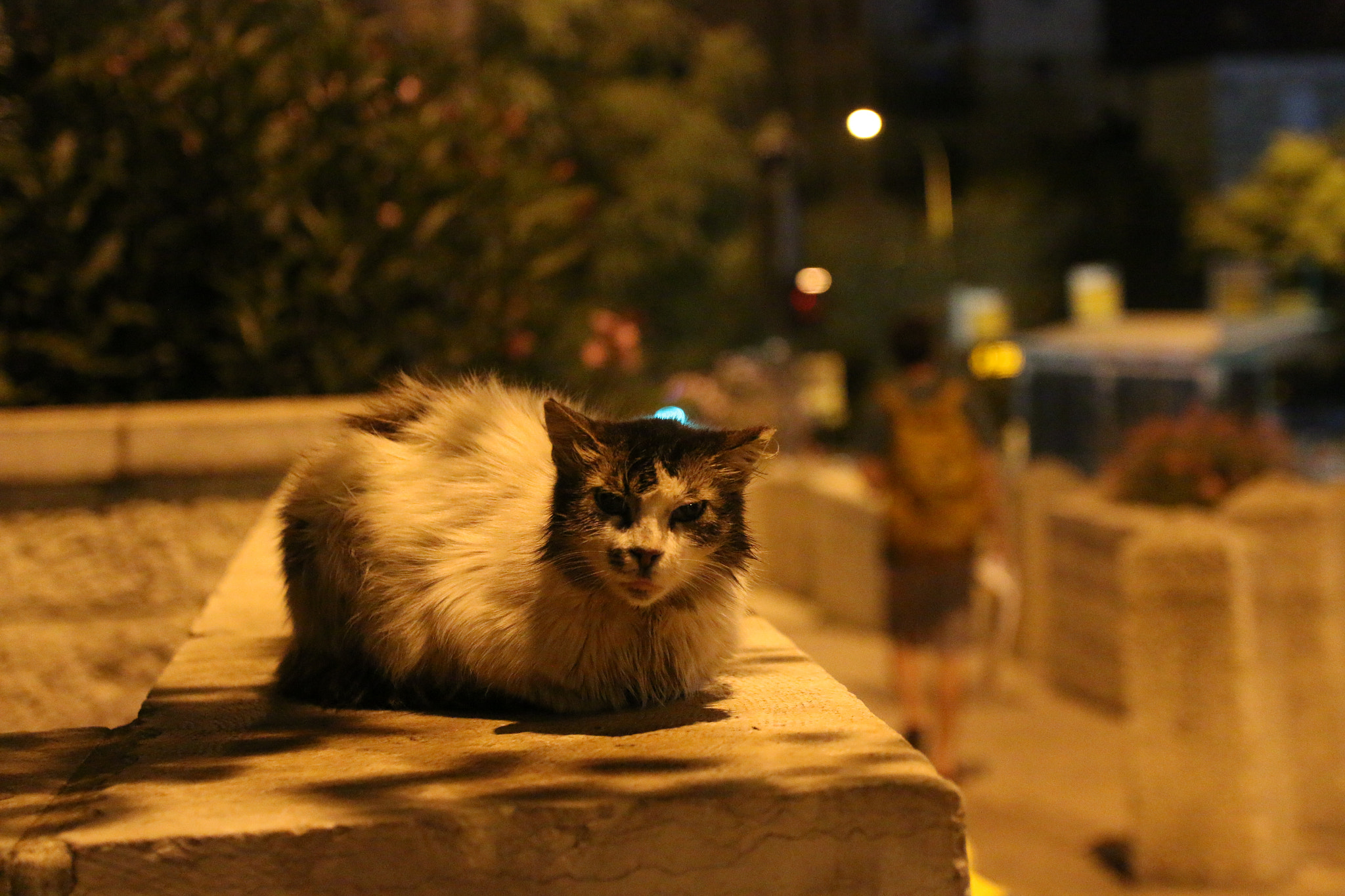 Canon EOS 70D + Canon EF-S 17-55mm F2.8 IS USM sample photo. A random cat in jerusalem streets photography