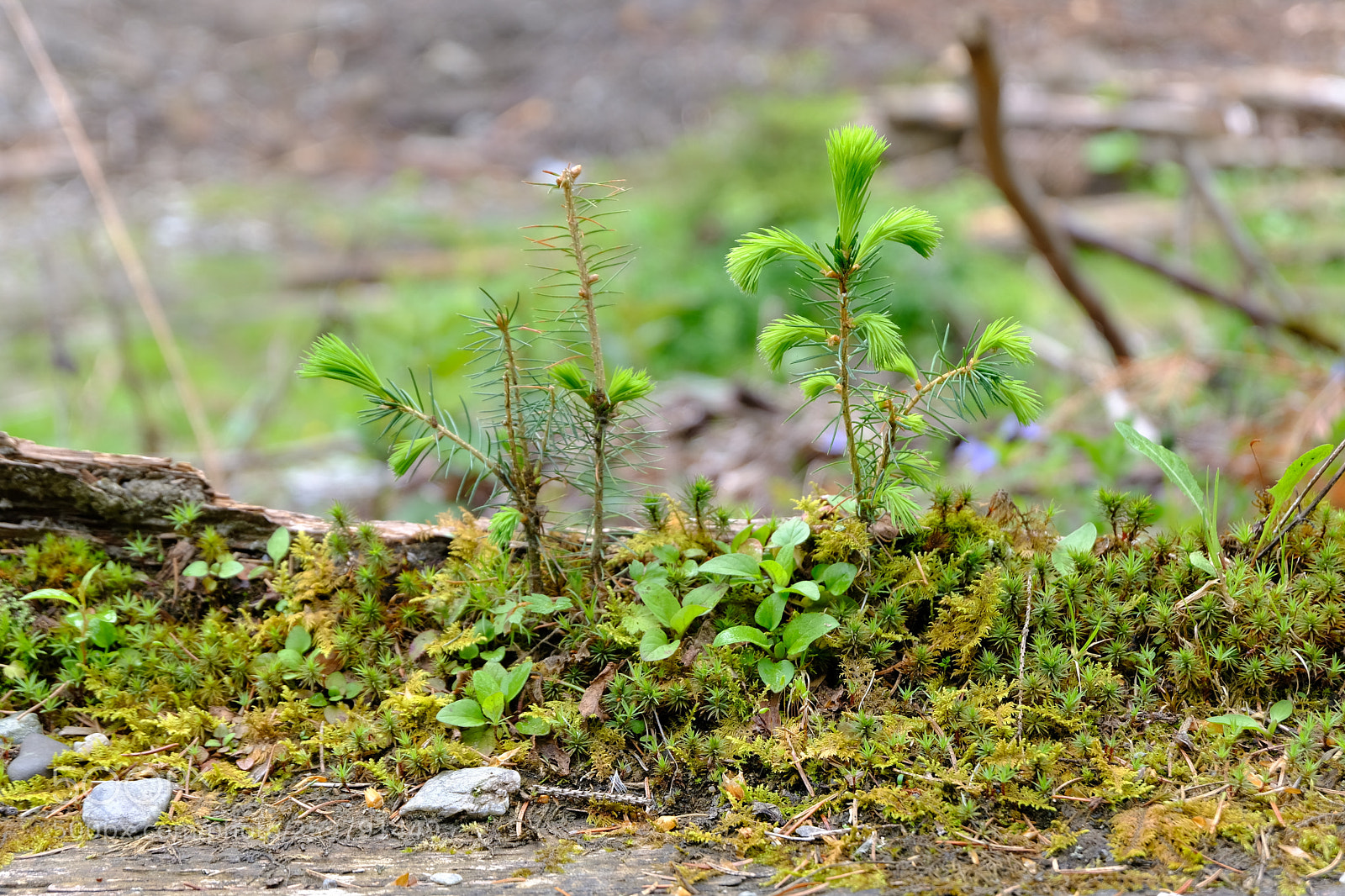 Fujifilm X-T20 sample photo. Small nature photography