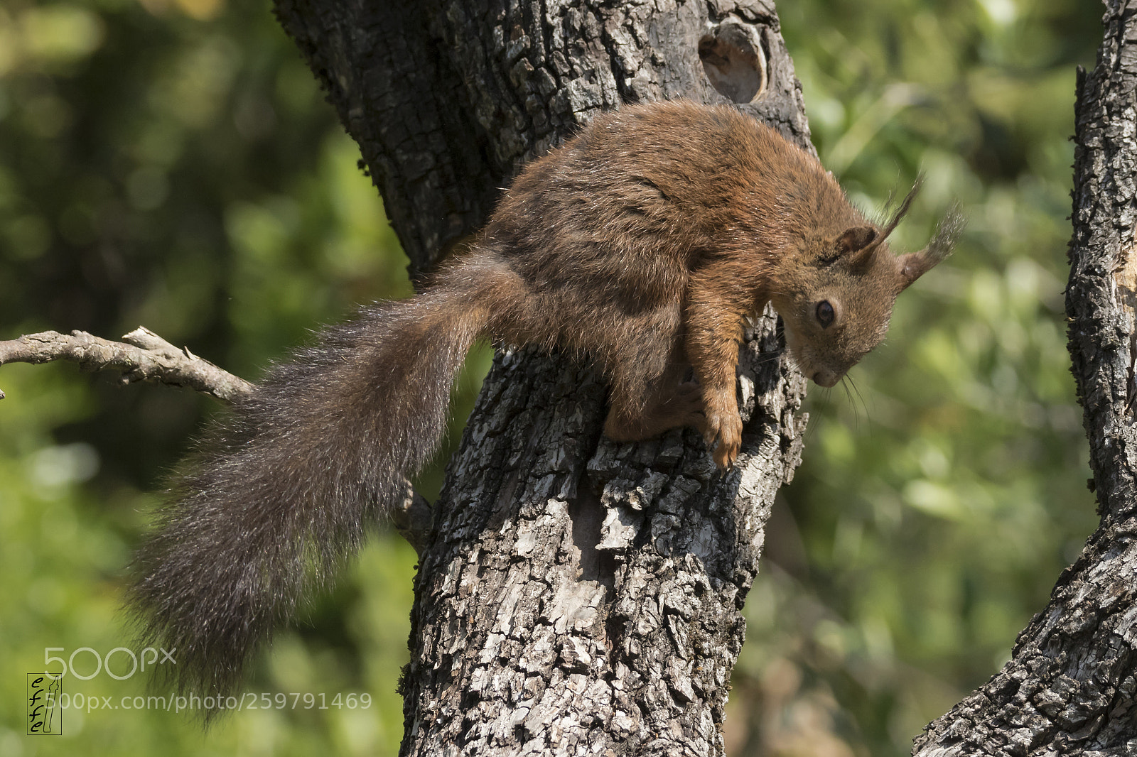 Canon EOS 7D Mark II sample photo. Squirrel photography
