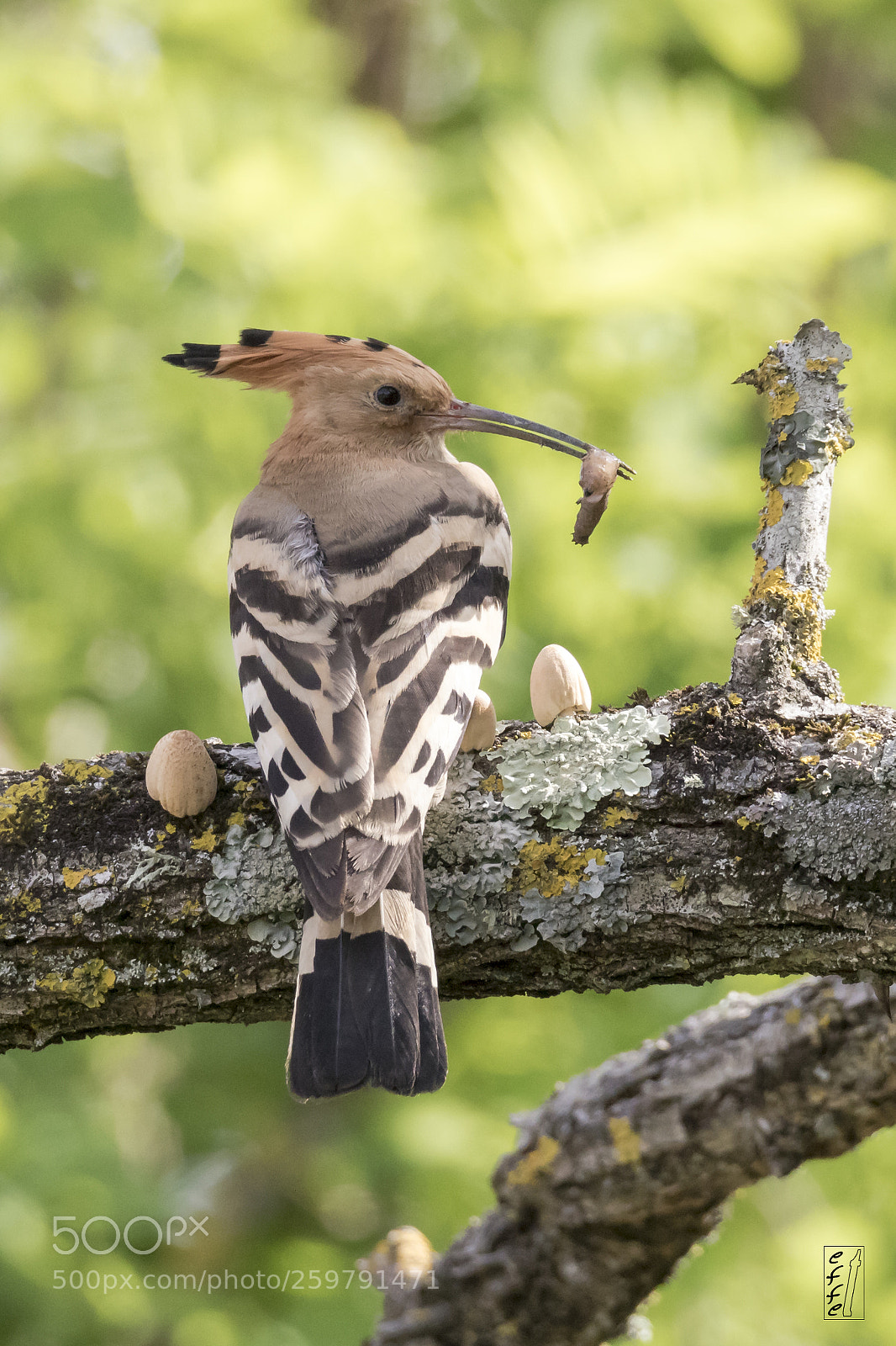 Canon EOS 7D Mark II sample photo. Hoopoe photography