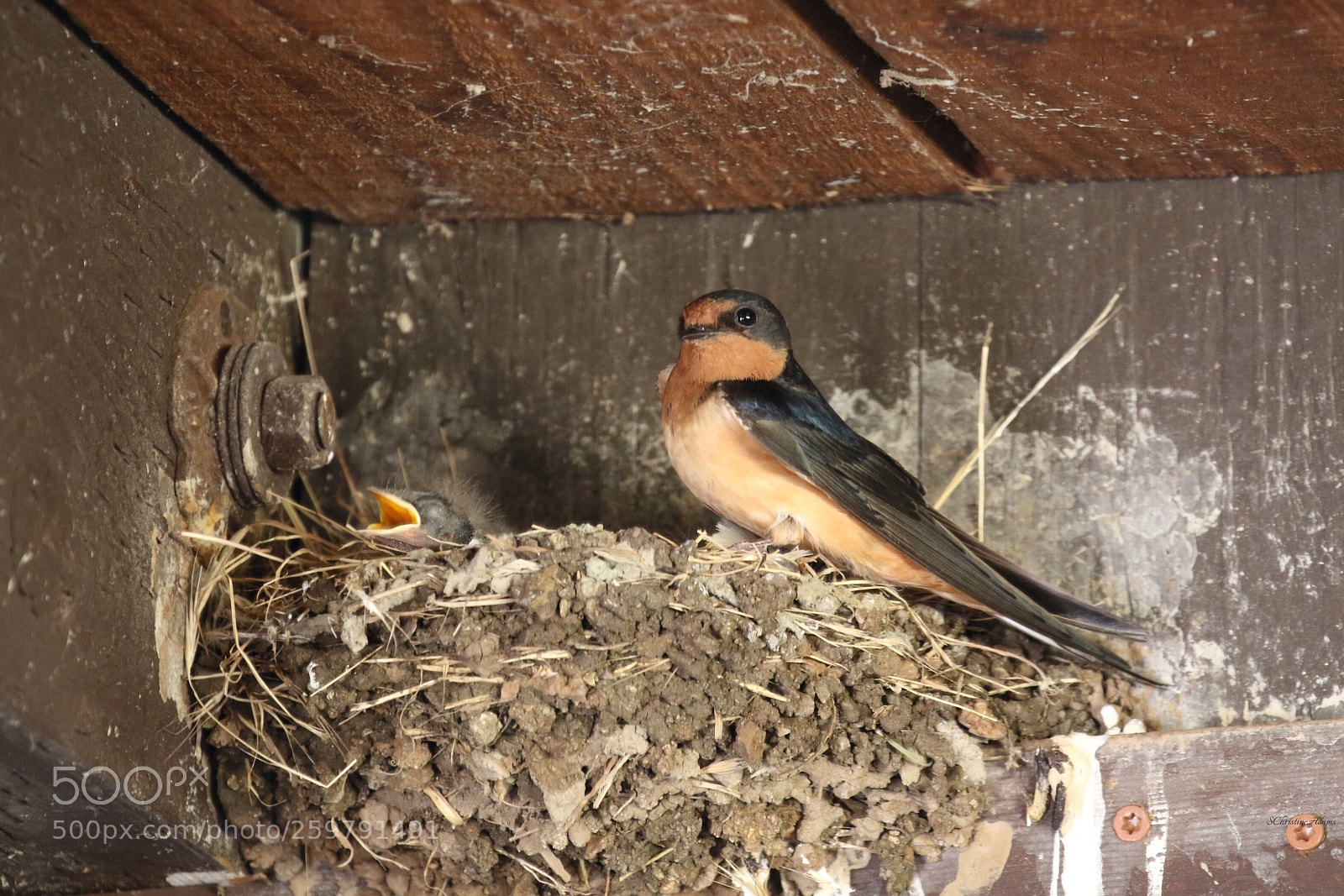 Canon EOS 7D Mark II sample photo. Barn swallow  photography