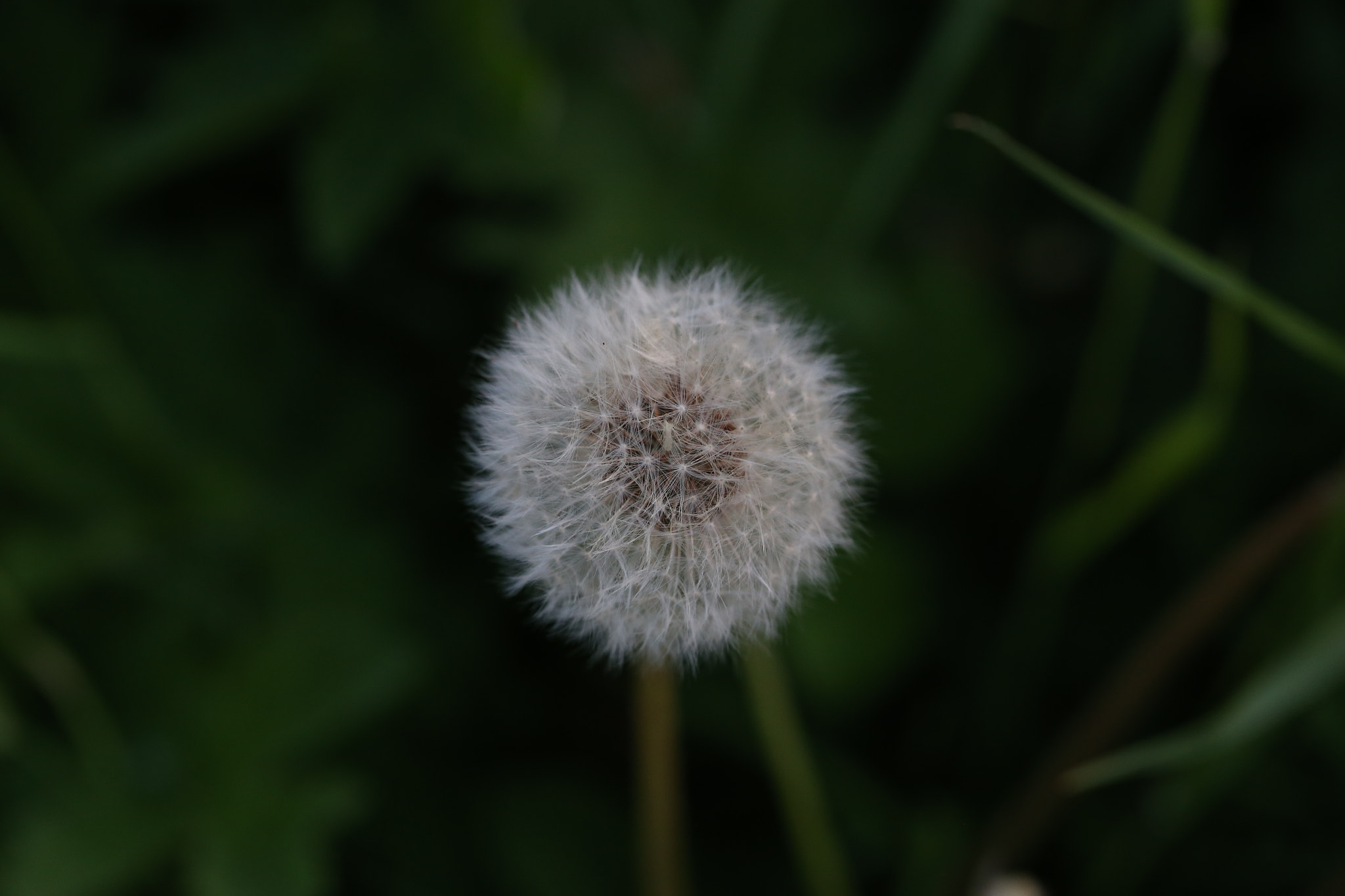 Canon EF 100mm F2.8L Macro IS USM sample photo