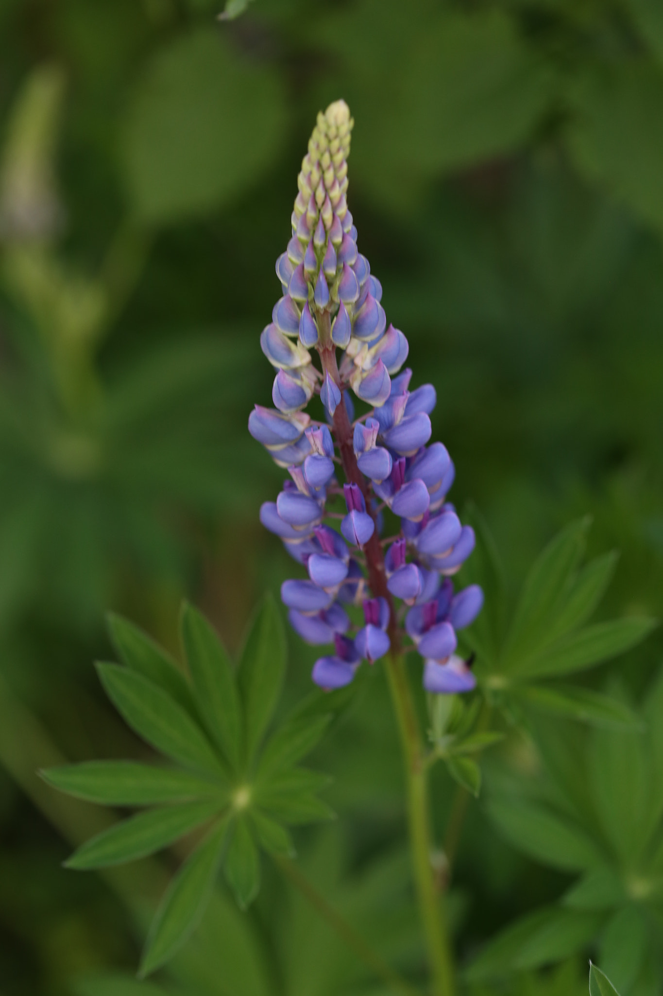 Canon EF 100mm F2.8L Macro IS USM sample photo