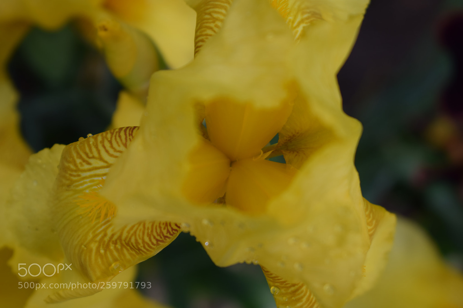 Nikon D3300 sample photo. Golden iris photography