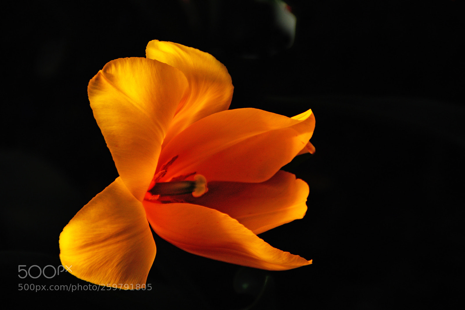 Nikon D5200 sample photo. Yellow tulip-5 photography