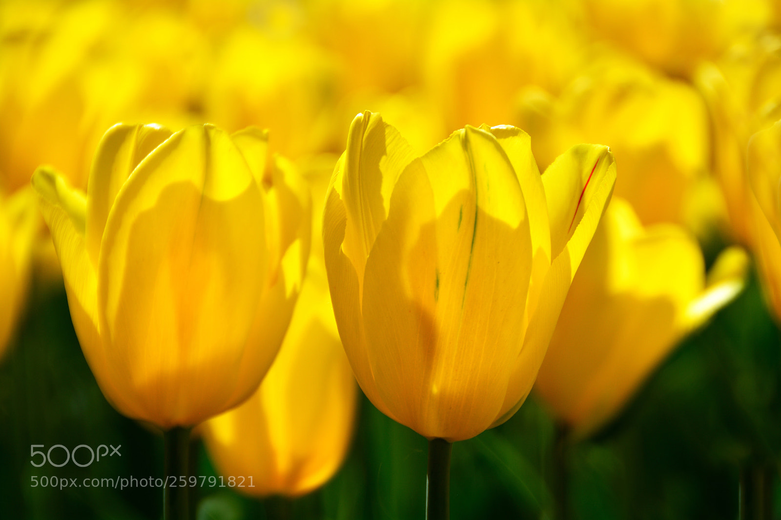 Nikon D5200 sample photo. Yellow tulip-6 photography