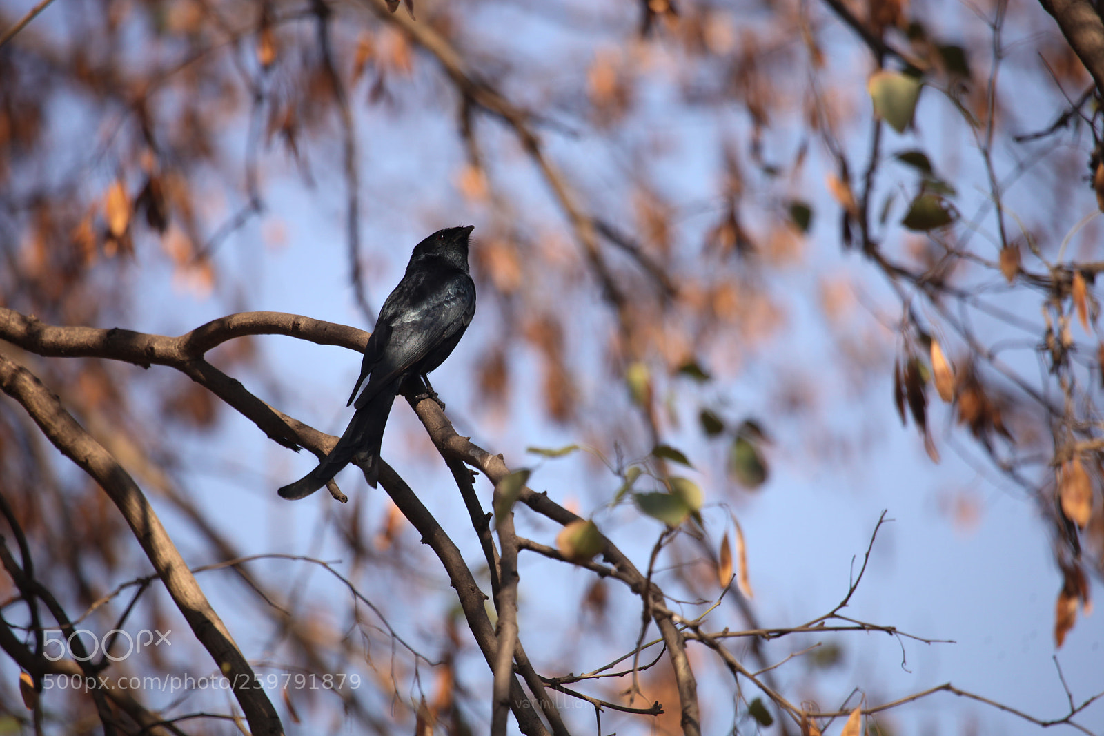 Canon EOS 5D Mark II sample photo. Focus photography