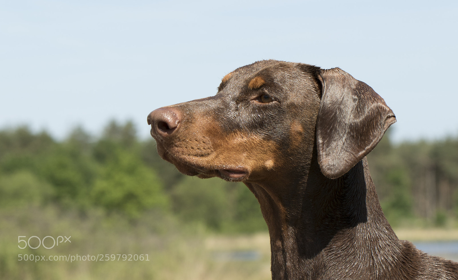 Canon EOS 7D Mark II sample photo. Chavelly the dobermann lady photography