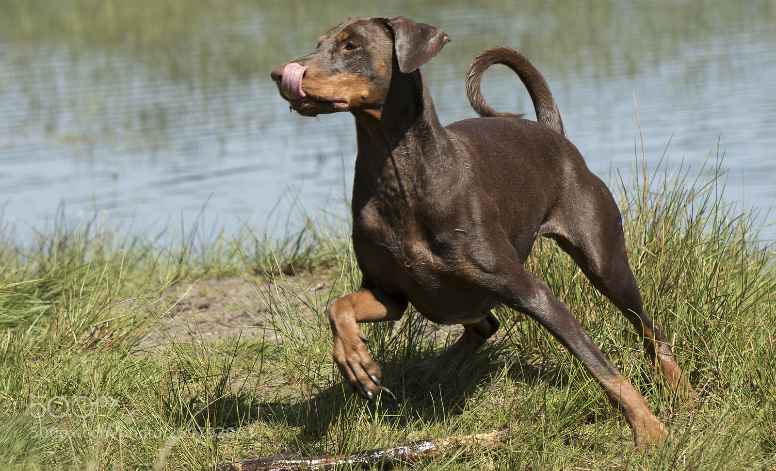 Canon EOS 7D Mark II sample photo. Chavelly the dobermann lady photography