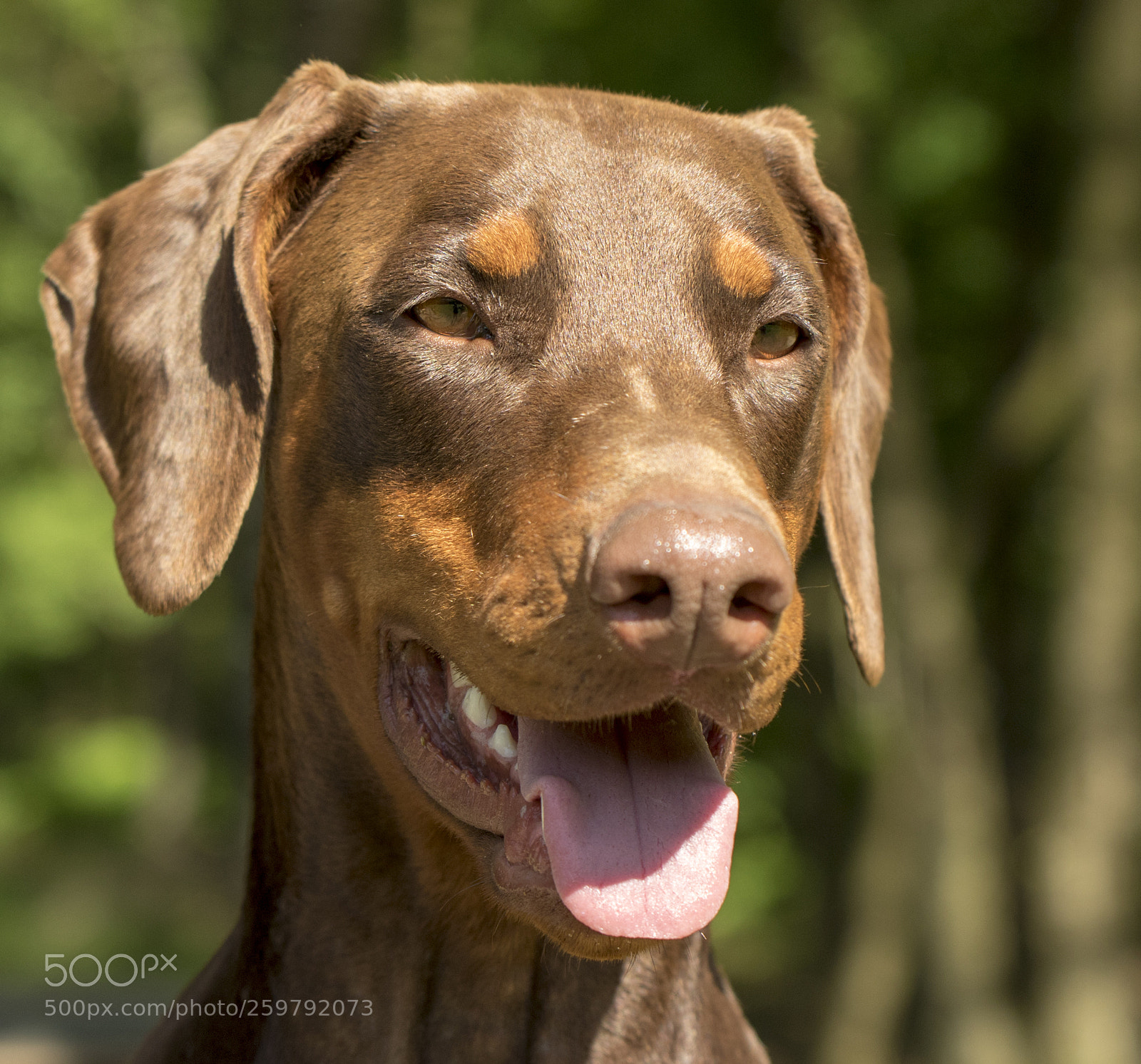 Canon EOS 7D Mark II sample photo. Chavelly the dobermann lady photography