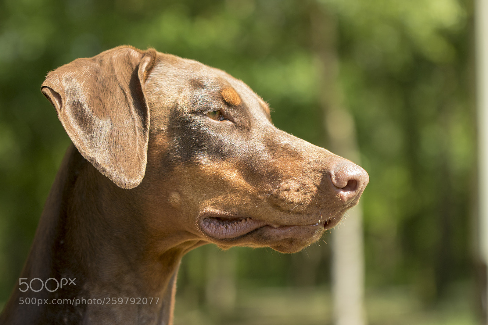 Canon EOS 7D Mark II sample photo. Chavelly the dobermann lady photography
