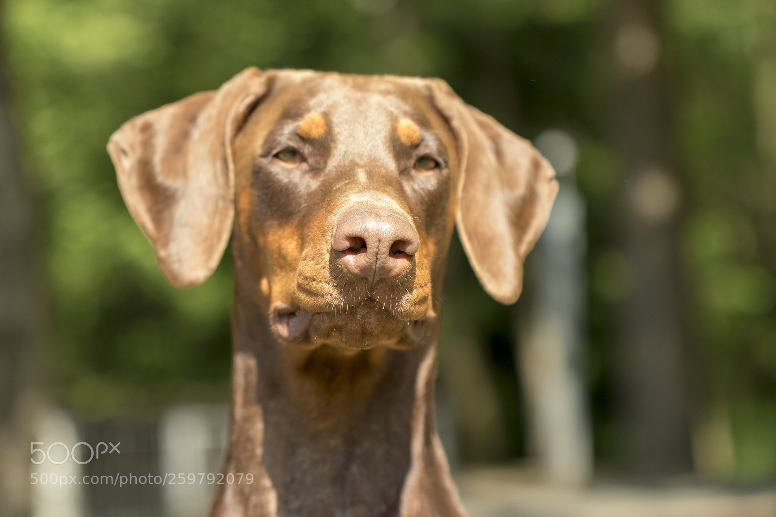 Canon EOS 7D Mark II sample photo. Chavelly the dobermann lady photography