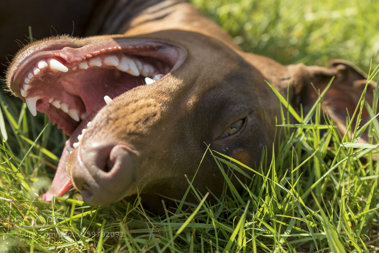 Canon EOS 7D Mark II sample photo. Chavelly the dobermann lady photography