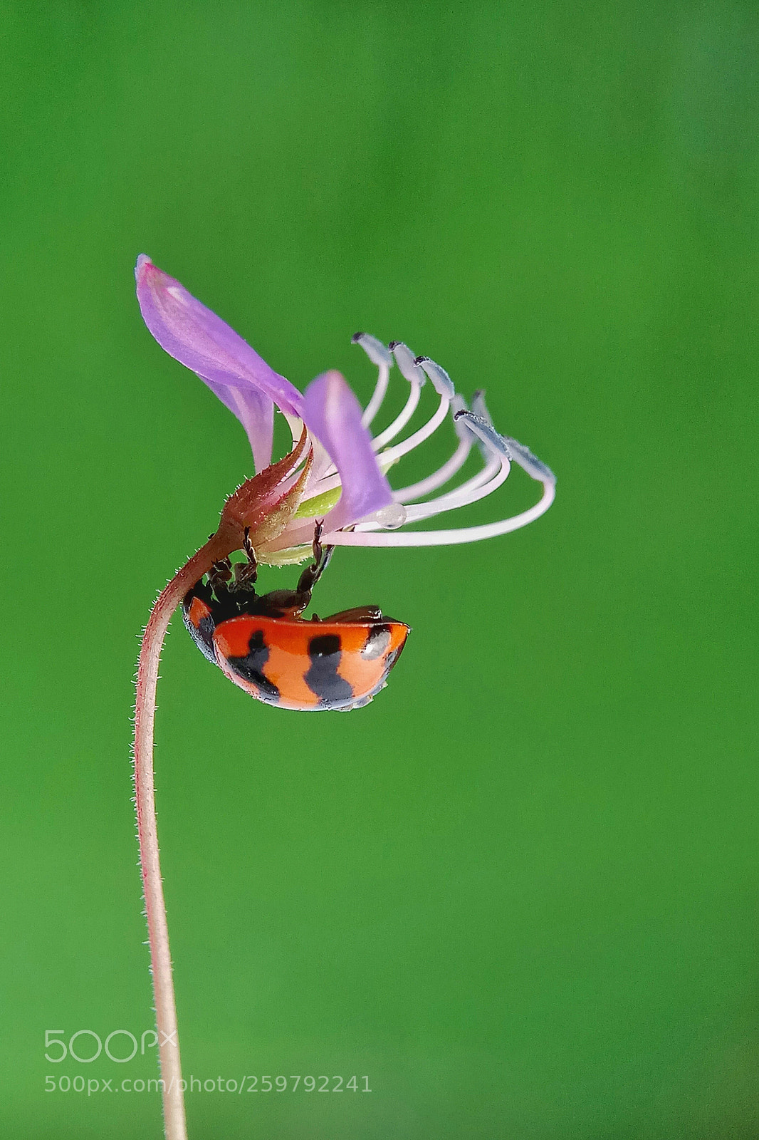 Xiaomi Redmi Note 4 sample photo. Ladybugs photography