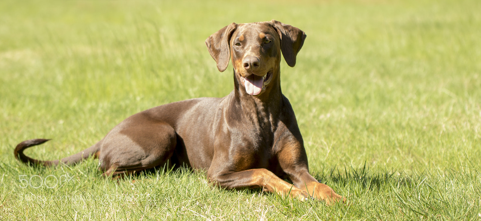 Canon EOS 7D Mark II sample photo. Chavelly the dobermann lady photography