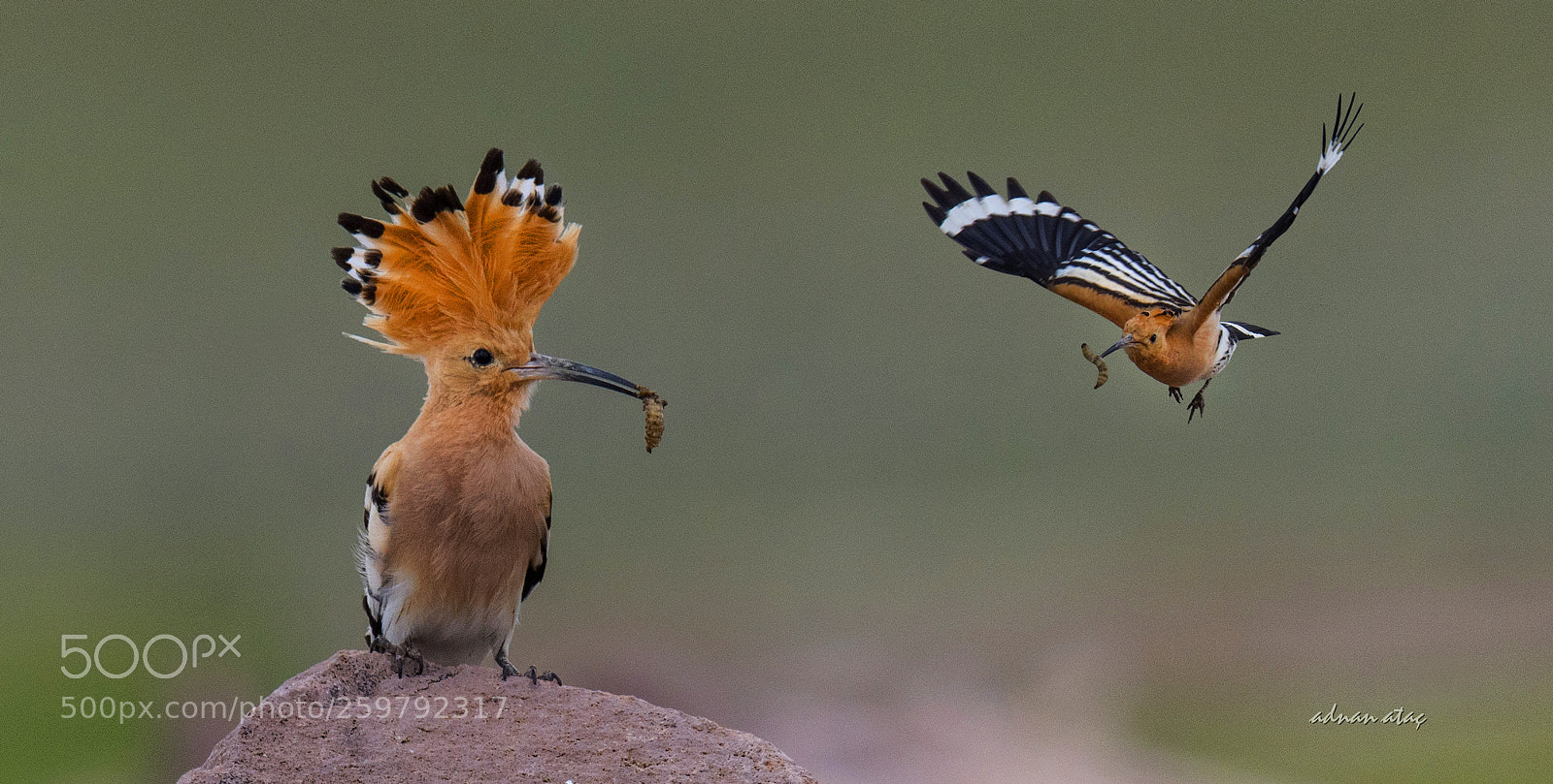 Nikon D5 sample photo. Bibik - eurasian hoopoe photography