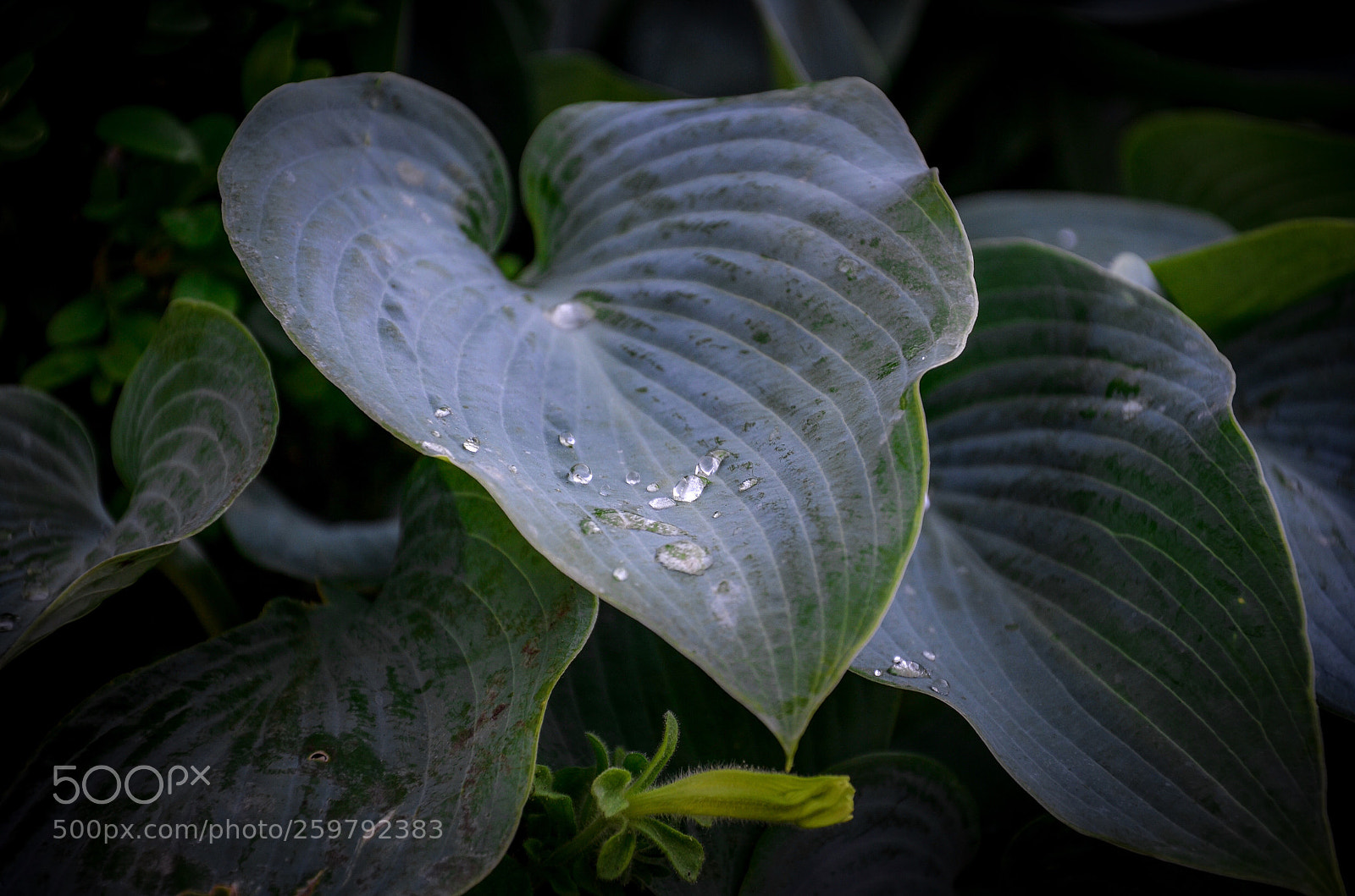 Nikon D7000 sample photo. Drops  photography