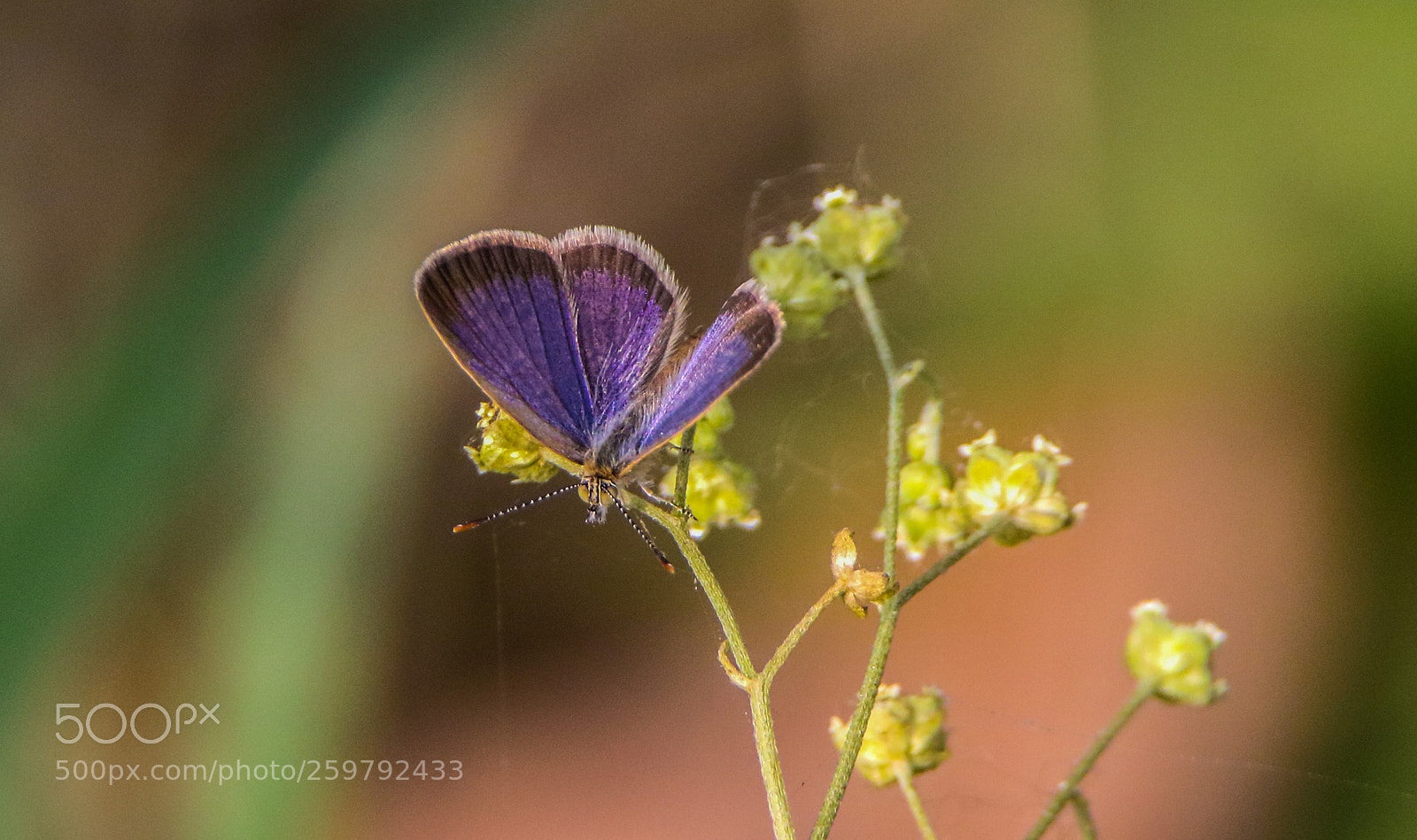 Canon EOS 7D Mark II sample photo. Dark grass blue photography