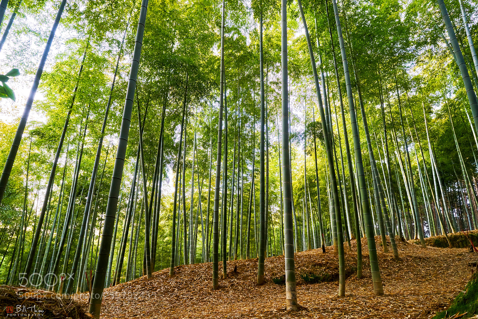 Sony a7R II sample photo. Fushimi inari taisha photography