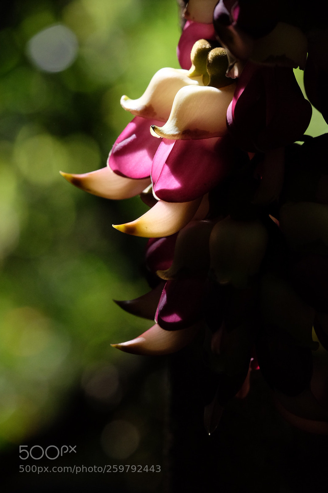 Fujifilm X-T1 sample photo. 花 photography