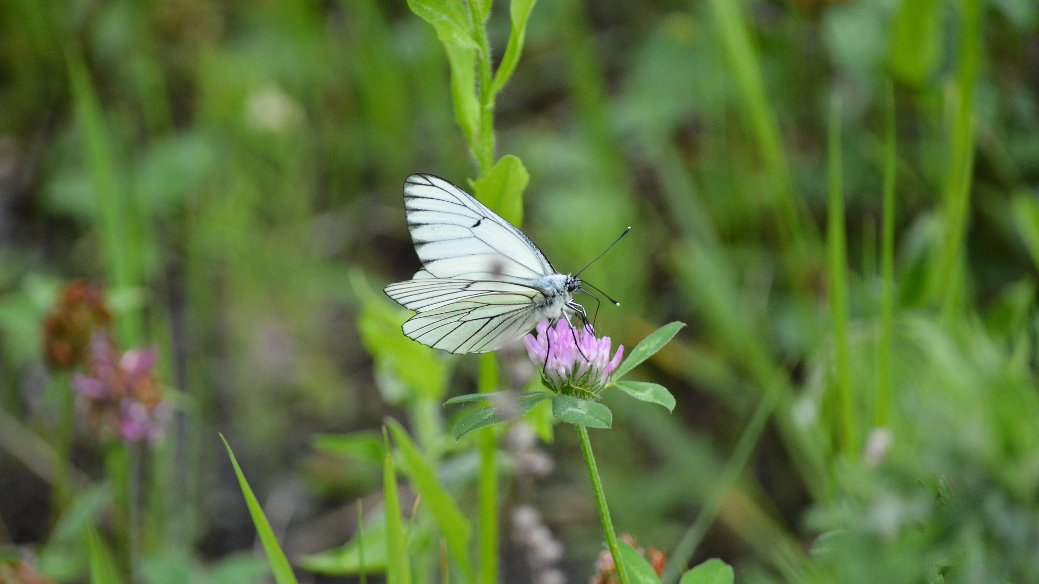 Nikon D3200 sample photo
