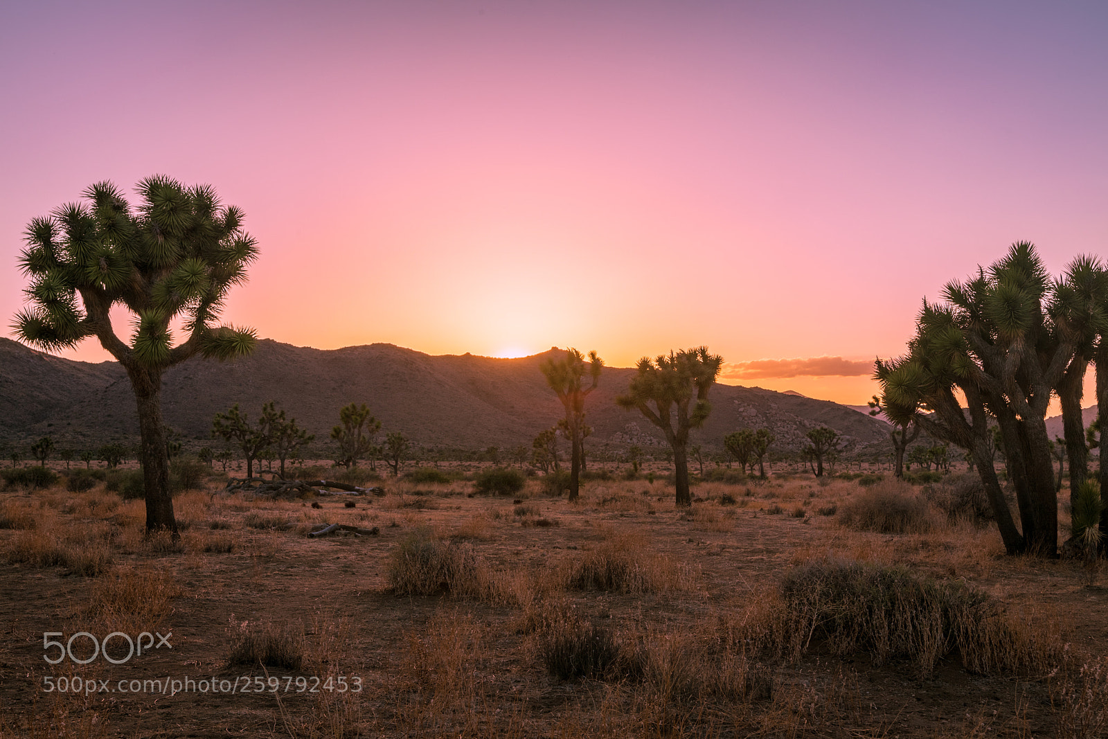 Canon EOS 5D Mark II sample photo. Joshua tree photography