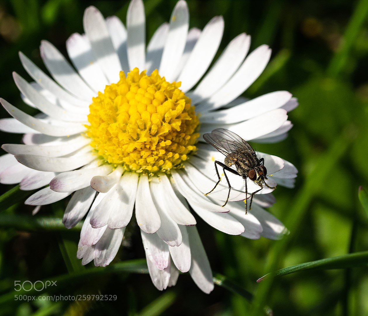 Panasonic Lumix DMC-GX7 sample photo. Bellis perennis photography