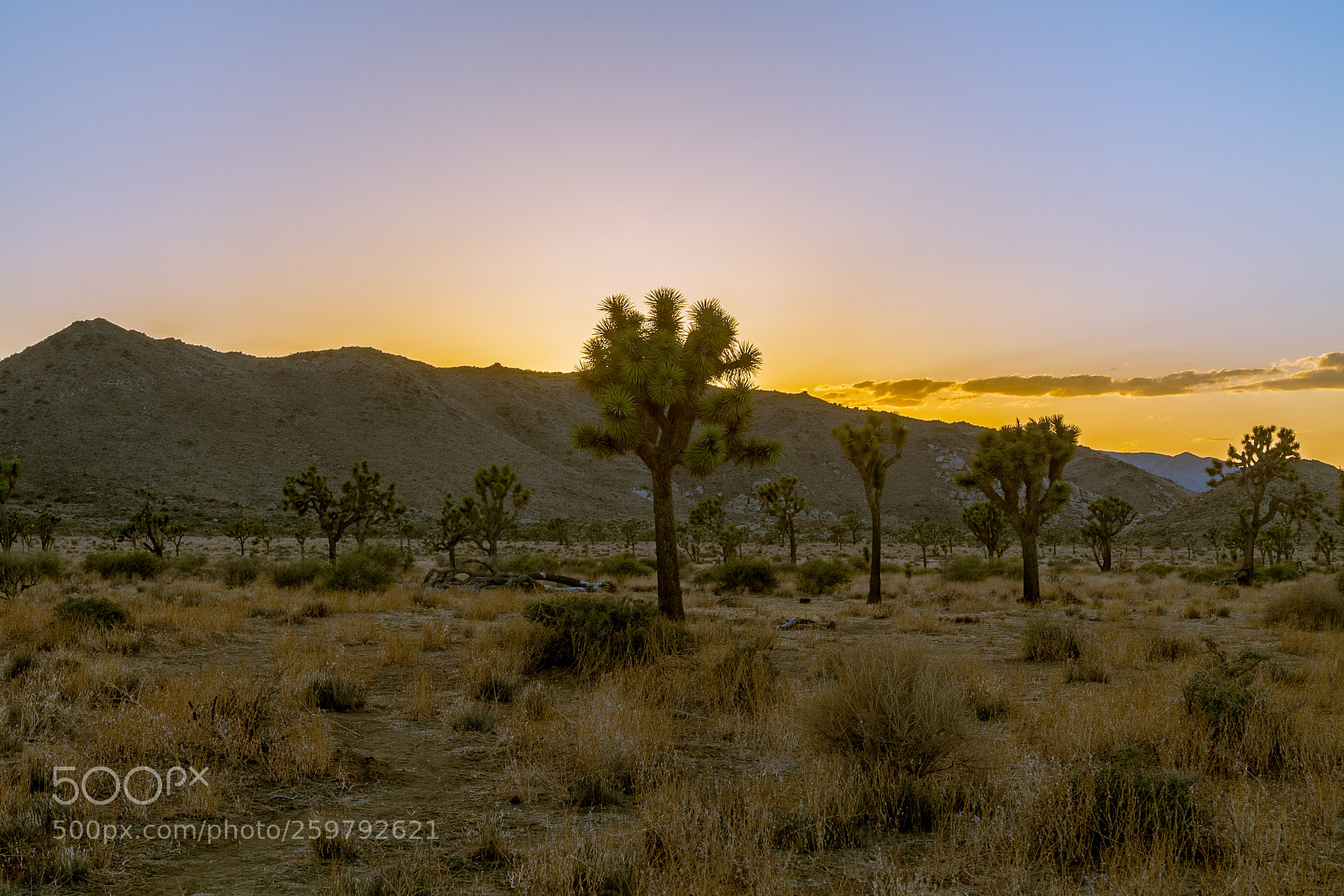Canon EOS 5D Mark II sample photo. Joshua tree photography