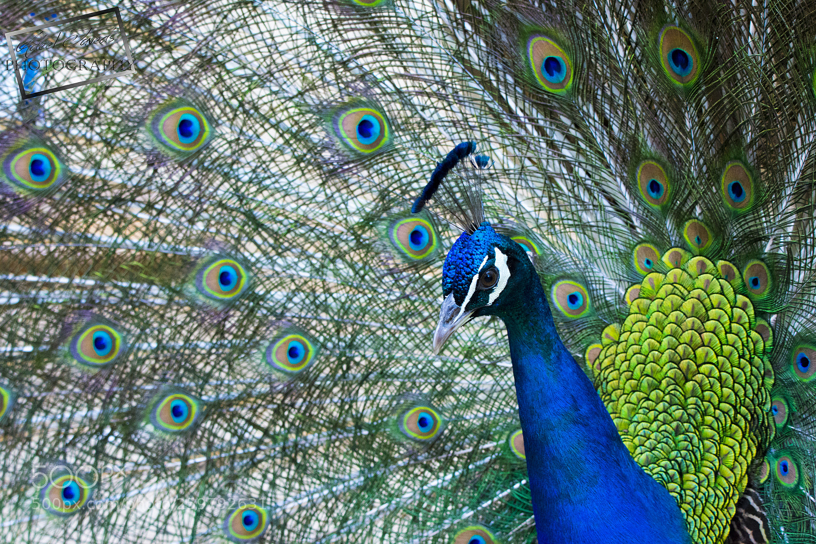 Nikon D7200 sample photo. Peacock photography