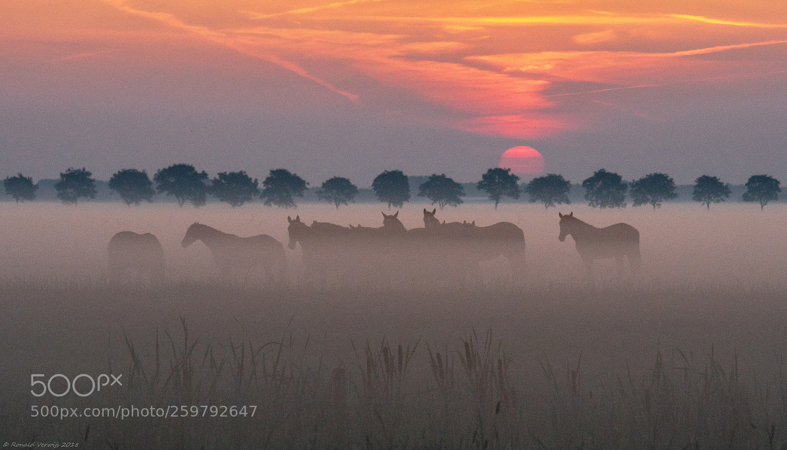 Sony ILCA-77M2 sample photo. Misty sunrise photography