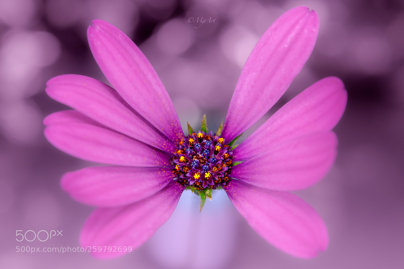 Nikon D300 sample photo. Butterfly flower photography