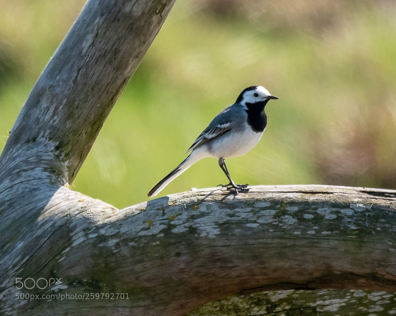 Panasonic Lumix DMC-GX85 (Lumix DMC-GX80 / Lumix DMC-GX7 Mark II) sample photo. Motacilla alba photography