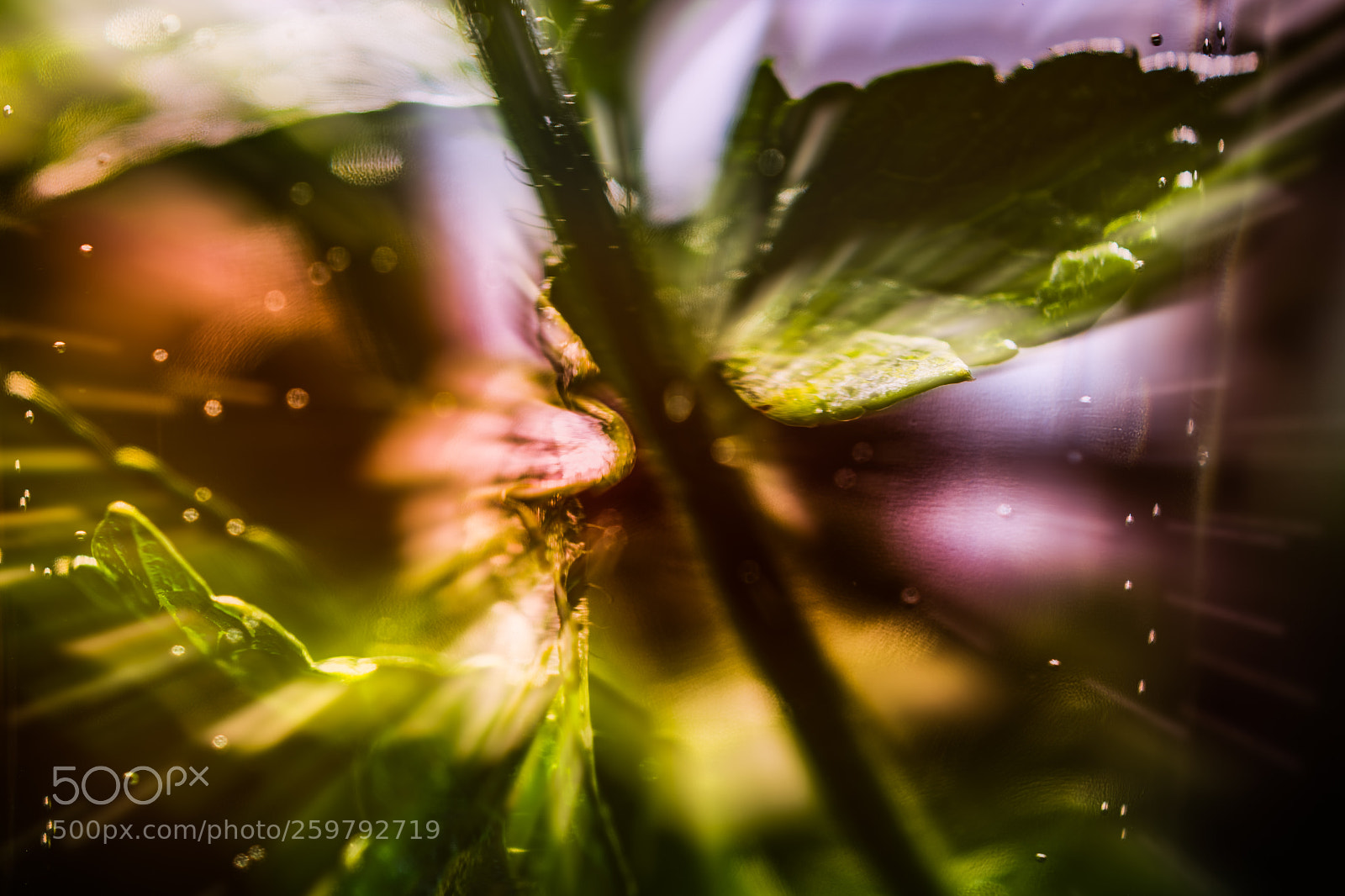 Nikon D7200 sample photo. Plant in water photography