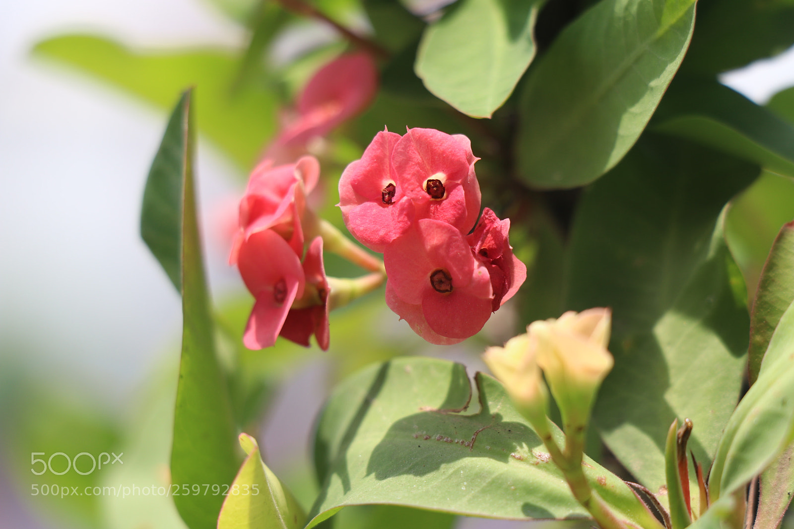 Canon EOS 80D sample photo. Untitled photography