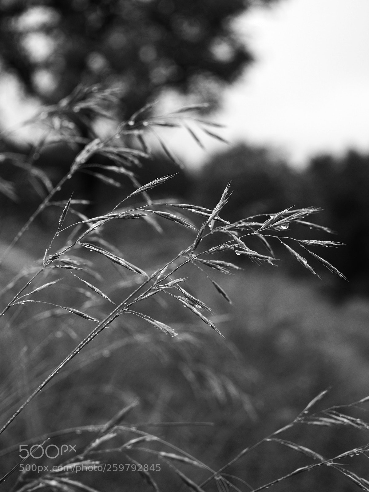 Olympus OM-D E-M10 II sample photo. Morning photography