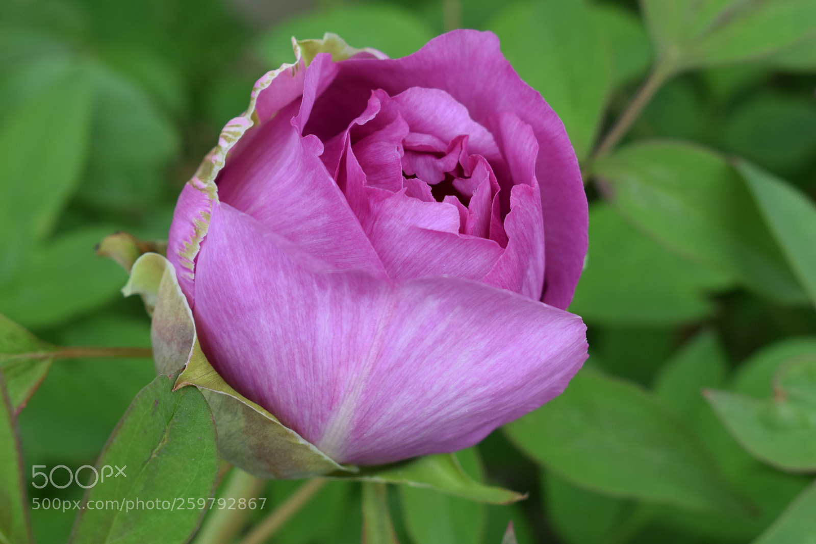 Nikon D3300 sample photo. Peony photography