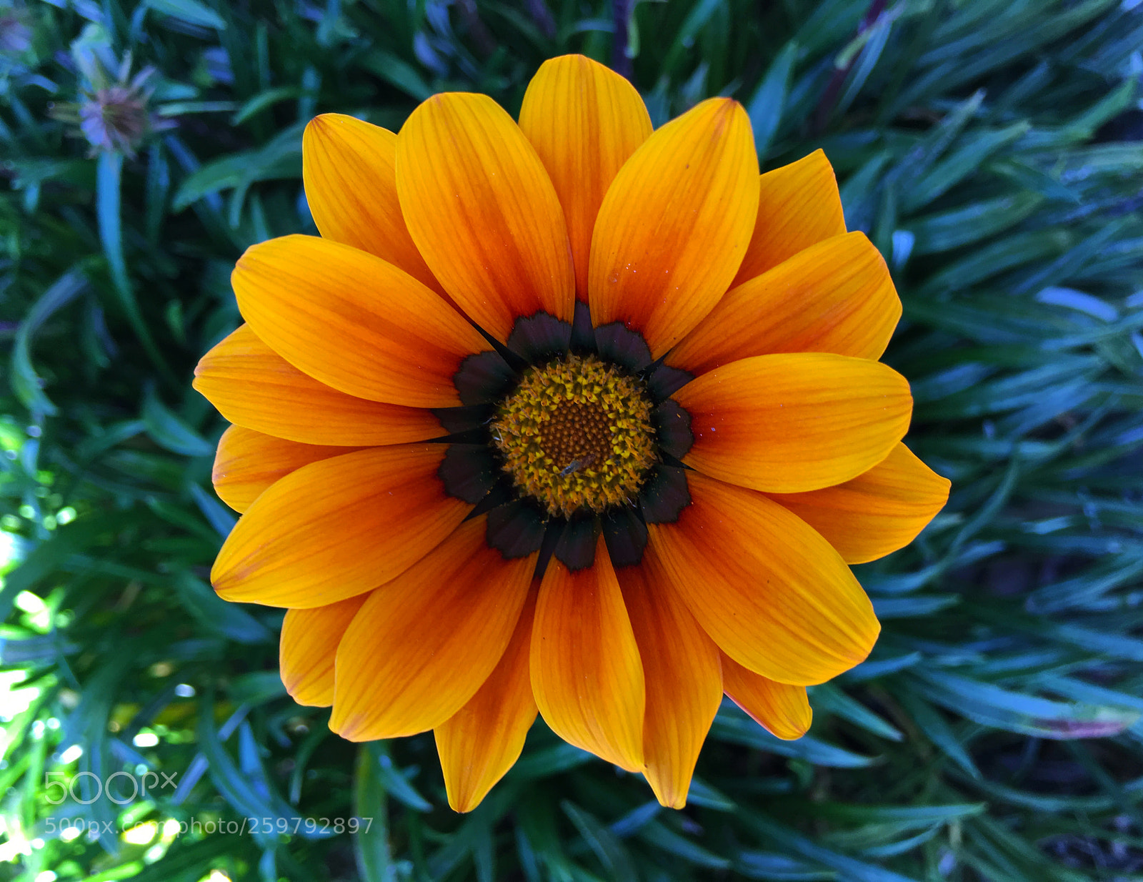 Apple iPhone 6s Plus sample photo. Flor photography