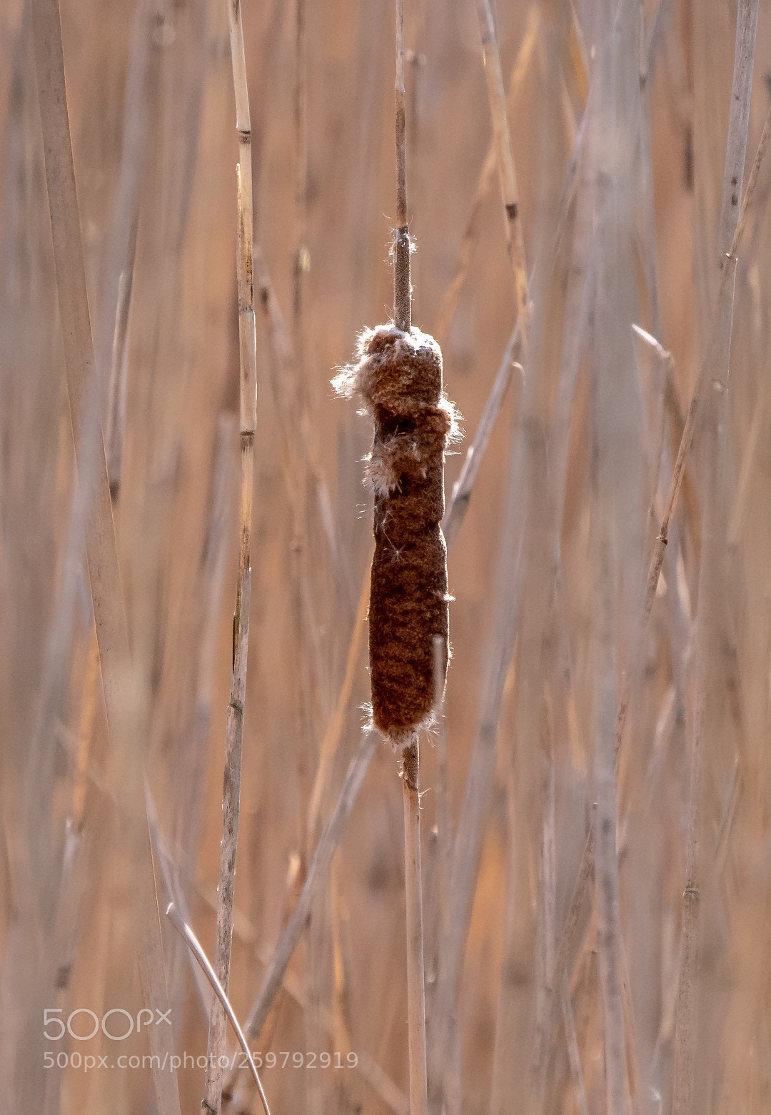 Panasonic Lumix DMC-GX85 (Lumix DMC-GX80 / Lumix DMC-GX7 Mark II) sample photo. Typha latifolia photography